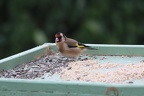 Les oiseaux du jardin